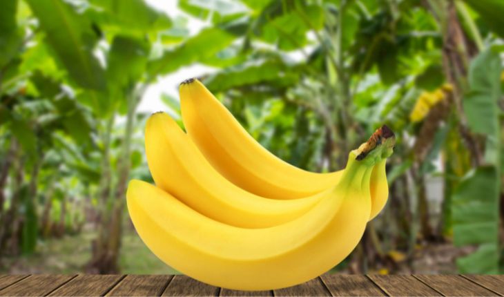 Fresh Banana Exporter NS Global Trade Exports