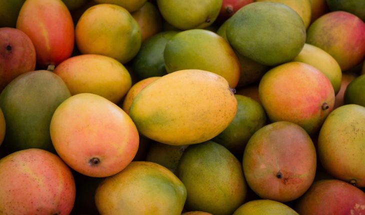 Fresh Mango Exporter NS Global Trade Exports