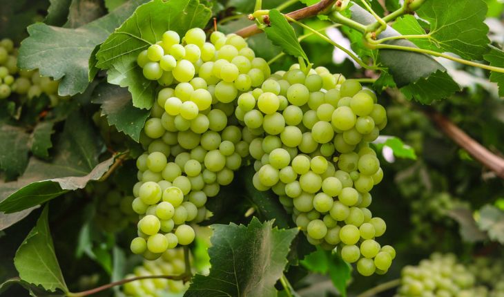 Fresh Grapes Exporter NS Global Trade Exports