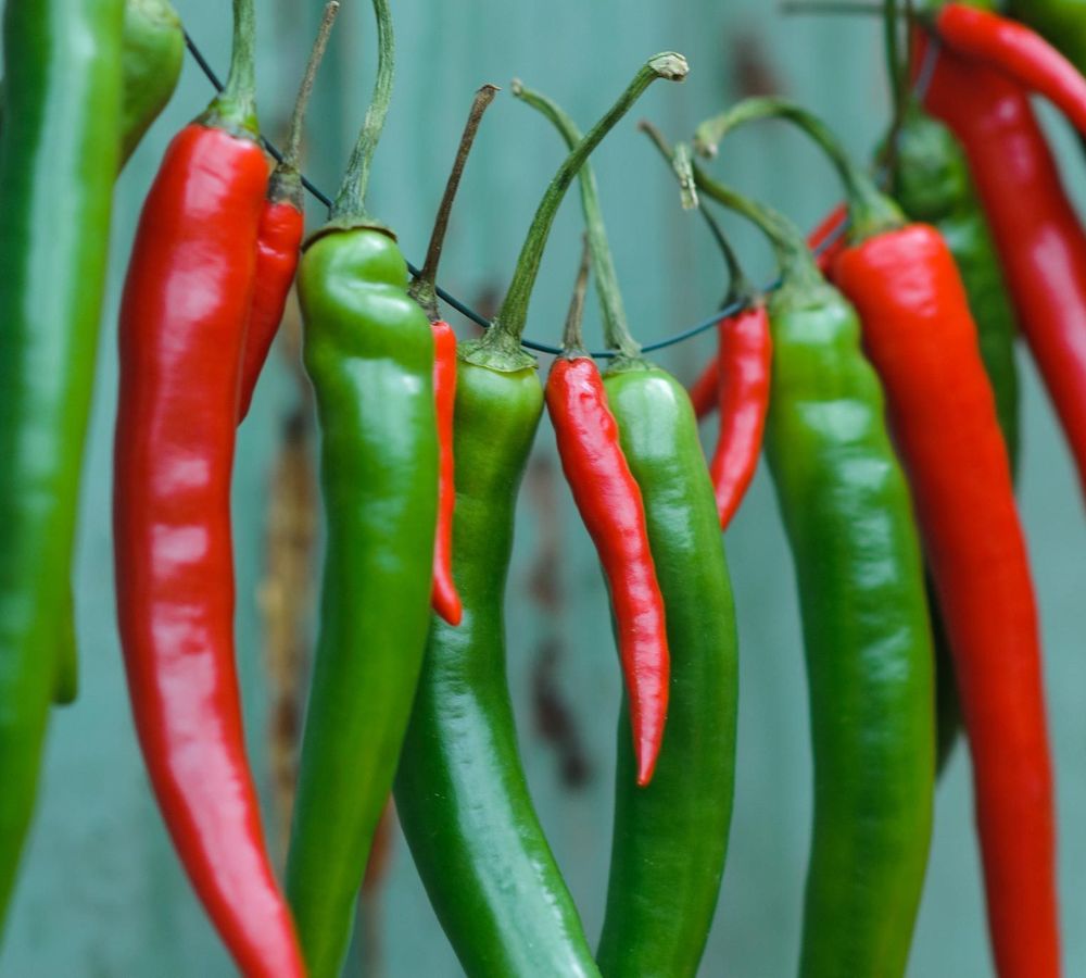 Fresh Green Chillies Exporter