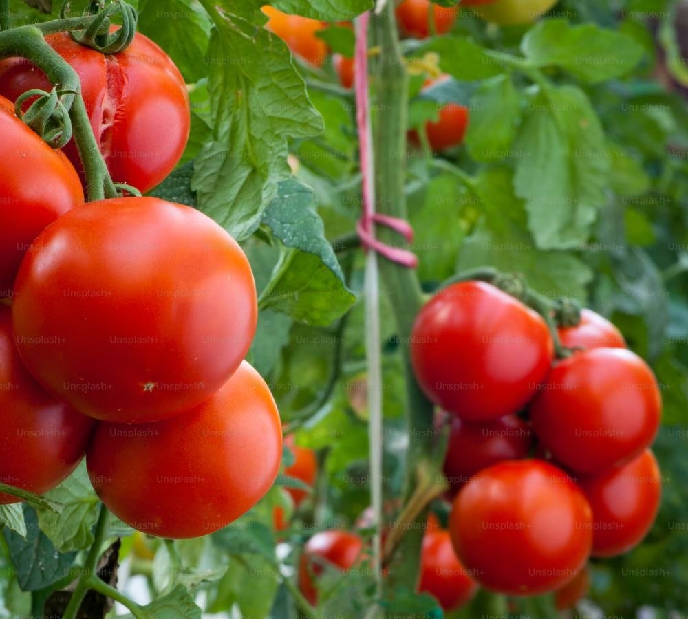 Fresh Tomato Exporter